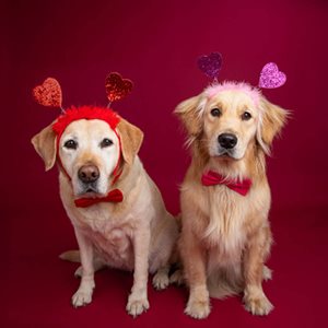 Imagen de Spread the Love on Valentine’s Day – Sábado 14 de febrero, de 2026 11 a. m. a 1 p. m.