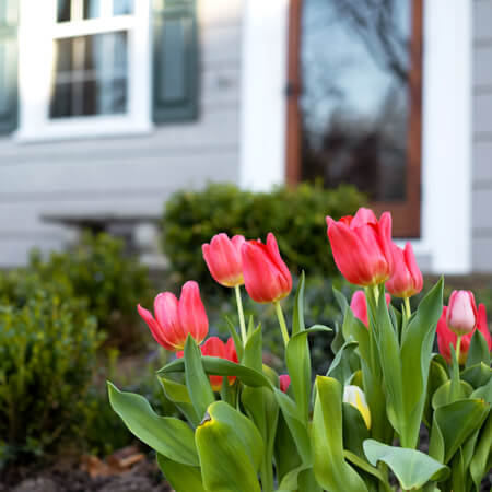 Tulips in front of house.